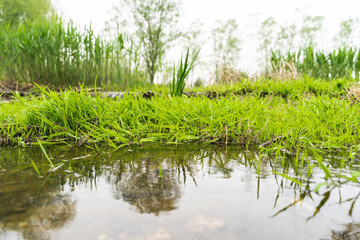 green grass by the river