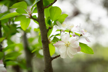 Begonia flower Xifu Begonia