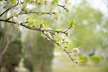 Pear blossoms, branches and green leaves in spring