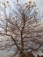 tree in autumn