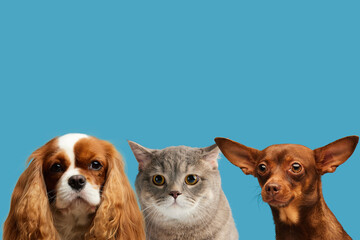 dogs and cats look straight ahead on blue background, pet love concept