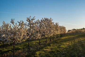 cherry trees in spring
