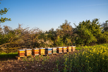 bee hives at a field