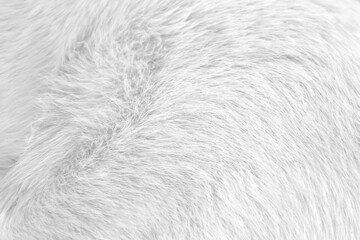 Fur cat white texture grey patterns natural background