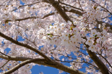 満開の桜　新潟県の泉縄文公園
