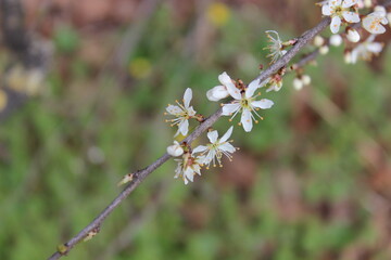 Natur 