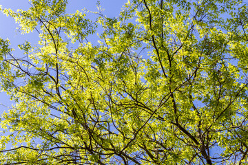 leaves against blue sky