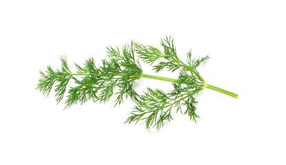 Dill Sprigs Isolated