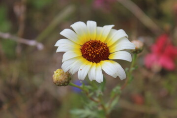 Fototapeta premium Natur 