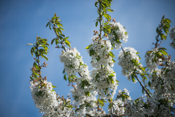 closeup of cherry blossom branch on blue sky background