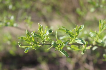 Natur