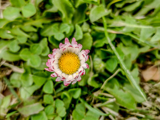Daisy (Bellis perennis) flower in the spring © Herman Vlad