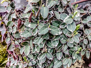 Climbing euonymus (Euonymus fortunei) plant - Romania