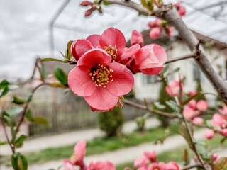Chinese-quince flowering tree in the spring. (Chaenomeles cathayensis) 