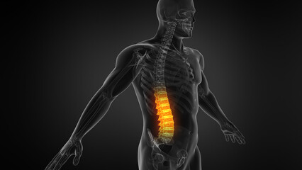 Obraz premium Anatomy of Human Spine. Lower back pain and human backache 