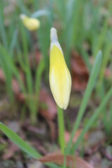 Fototapeta premium Natur 