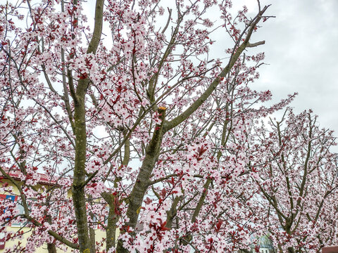 Cherry plum flowering tree in the spring - Romania