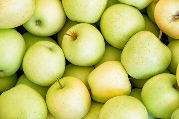 Closeup view of fresh green apples. Good harvest of fruits