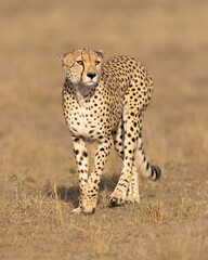 Cheetah walking.  