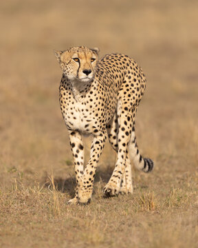 Cheetah walking.  