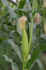photo of maize fruit growing on maize crop, india