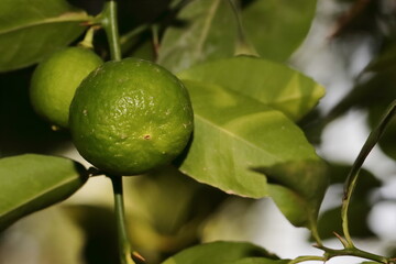 photo of green lime or orange fruits growing on tree branch in the garden, India