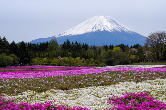 芝桜 の画像 68 726 件の Stock 写真 ベクターおよびビデオ Adobe Stock