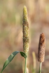 photo of Millet fruit on millet crop in the field, india