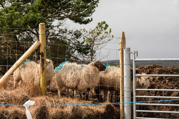 Wool sheep behind fence. Farming and agriculture industry. West of Ireland.