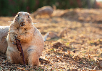 Portrait of a prairie dog holding a pod in its paws and looking at the camera