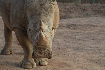 Fototapeta premium Portrait of a huge rhinoceros, looking at the camera