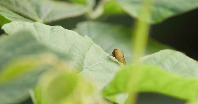 A static shot of a treehopper insect sitting on a large green leaf cleaning itself and then walking on the leaf