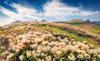 Incredible summer scene of blooming white rhododendron flowers in Caucasus mountains. Superb...