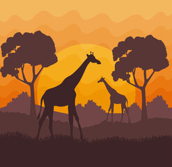 Fototapeta na wymiar african savannah with giraffes