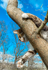 Cat on the tree in the spring season. Cat climbing and hunts on tree. Adorable cat stay on tree branch.