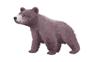 Bear illustration on white background.
