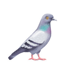 Fototapeta premium Pigeon illustration on white background.