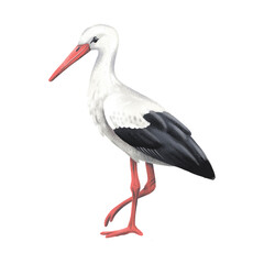 Stork illustration on white background.