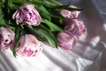 a bouquet of beautiful delicate fresh lilac tulips lies on a white fabric