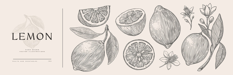 Set of hand-drawn lemons and flowers in engraving style. Citrus fruits sliced and whole. Design element for markets, shops, cafes, restaurants, and packaging. Vintage botanical illustration.