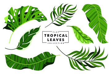 beautiful tropical leaves set collection