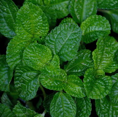 background green mint leaves