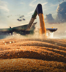 Pouring corn grain into tractor trailer