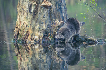 Waschbär auf Baum am Ufer
