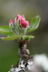 Macro image of apple blossom in the garden at Cotehele Cornwall