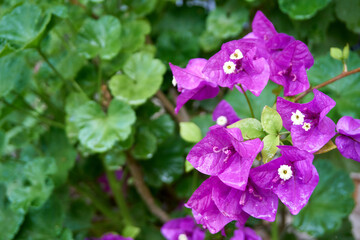 Beautiful flowers in the garden