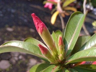 Adenium obesum flowers in Indonesia are called frangipani flowers. 