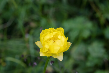 Close up view of a mountain meadow overgrown with yellow wild peonies