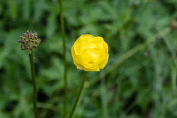 Close up view of a mountain meadow overgrown with yellow wild peonies