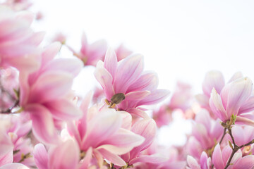 Blooming branch of light pink magnolia tree in spring time. Close up